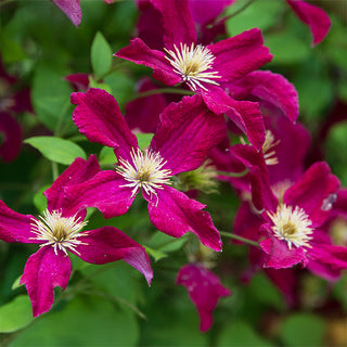 Clematis Burning Love™