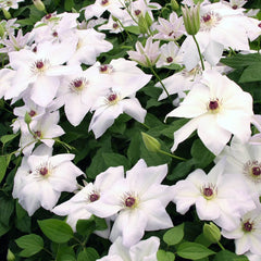 Ibi Clematis - Shop Clematis | Spring Hill
