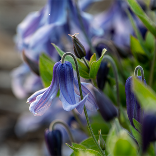 Clematis Little Artist