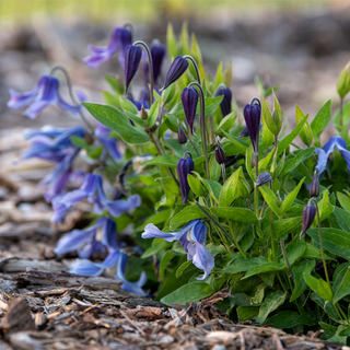 Clematis Little Artist
