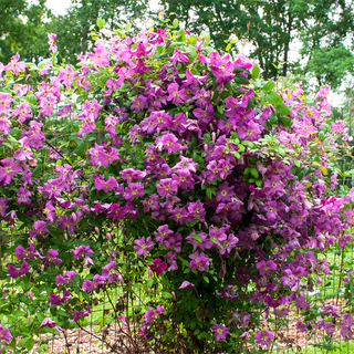 Clematis Mazurek