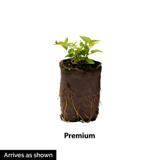 Prima Belarina® Spring Sun Double Primrose