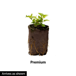 Solar Sisters Rudbeckia