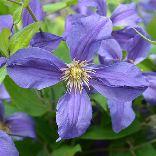 Clematis Sweet Waves