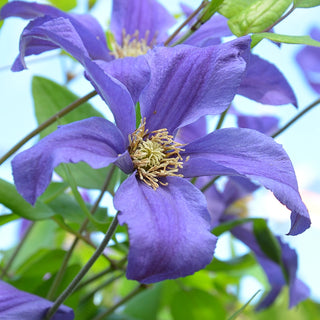 Clematis Sweet Waves