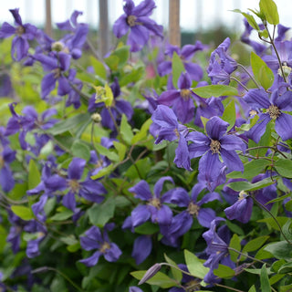 Clematis Sweet Waves