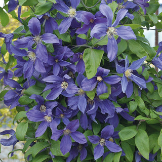 Clematis Sweet Waves