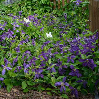 Clematis Sweet Waves