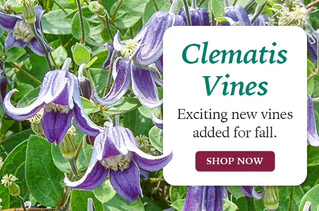 Clematis Vines