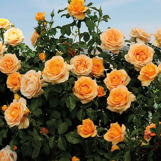 Rumwood Roses Spring Hill Nurseries | Find your Inspiration- Online Nursery