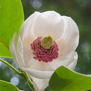 Colossus Magnolia