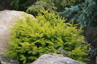 DWARF CONIFERS
