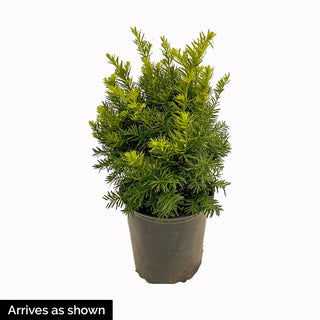 Beanpole Upright Yew