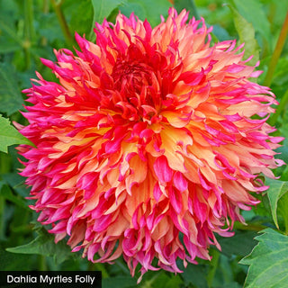 Bouquet Builder's Dahlia Collection