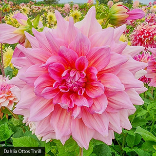 Bouquet Builder's Dahlia Collection