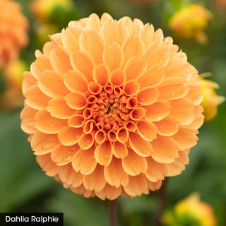Bouquet Builder's Dahlia Collection