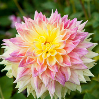 Bouquet Builder's Dahlia Collection