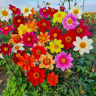 Beeline Mix Dahlia