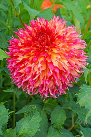 Bouquet Builder's Dahlia Collection