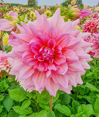 Bouquet Builder's Dahlia Collection
