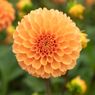 Bouquet Builder's Dahlia Collection