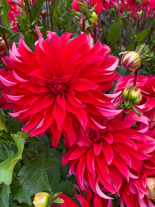 Bouquet Builder's Dahlia Collection