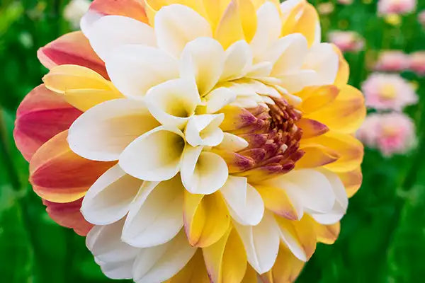 Dahlias