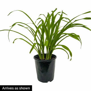 Purple de Oro Reblooming Daylily