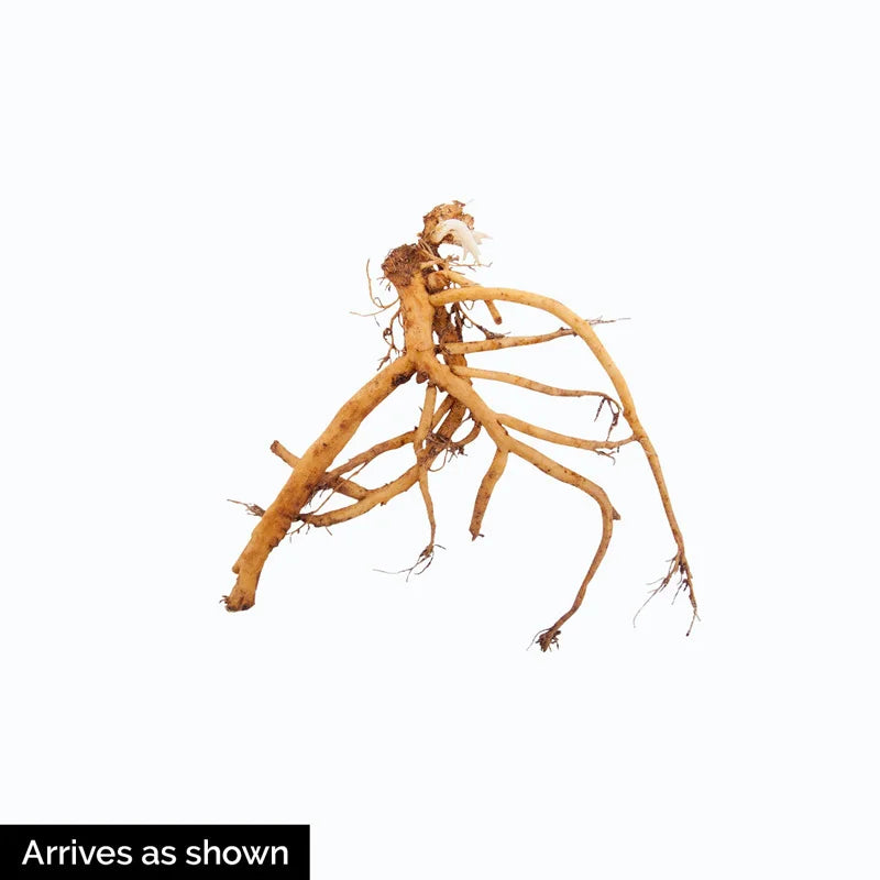 Pink Old-Fashioned Bleeding Heart