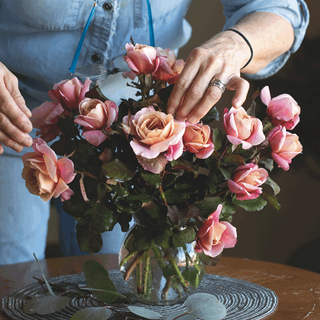 Distant Drums Floribunda Rose