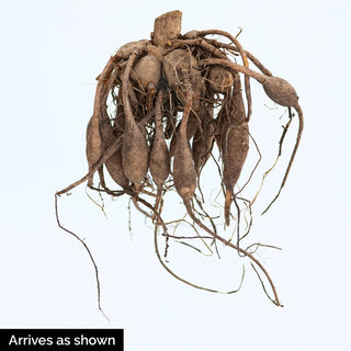 20th Ave & Baker Rd Dahlia