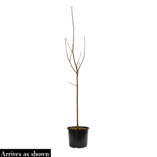 Coral Bark Japanese Maple