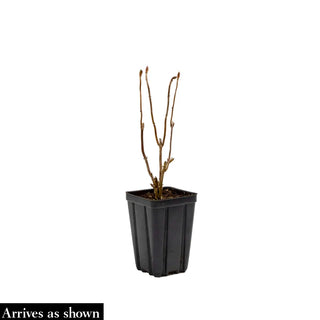 All Summer Beauty Hydrangea