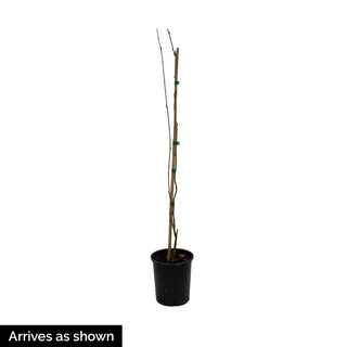 Wisteria Amethyst Falls