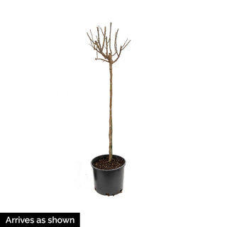 Ebb Tide™ Floribunda Rose