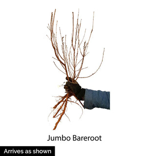 Wowza!® Dwarf Cherry