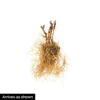 Frohnleiten Epimedium