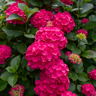 Everlasting® Crimson Hydrangea