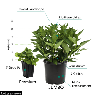 L.A. Dreamin'™ Hydrangea