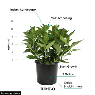 Tellers Blue Hydrangea