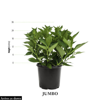 L.A. Dreamin'™ Hydrangea