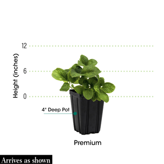 Forever Pink Hydrangea