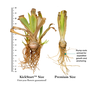 Black Is Black Bearded Iris