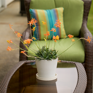Aloe Firebird Hybrid in Nursery Pot