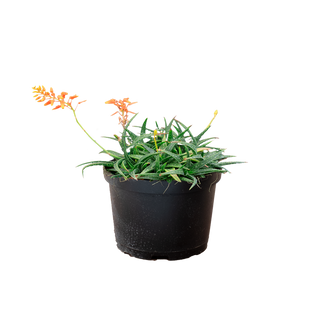 Aloe Firebird Hybrid in Nursery Pot