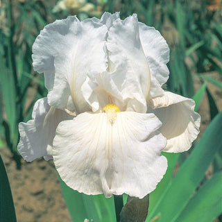 Frequent Flyer Reblooming Iris