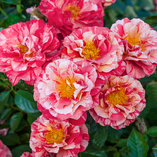 Frida Kahlo® Floribunda Rose