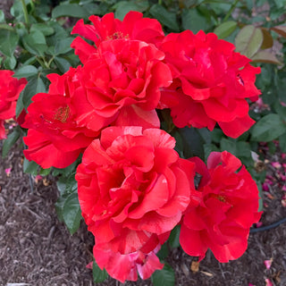 Frida Kahlo® Floribunda Rose