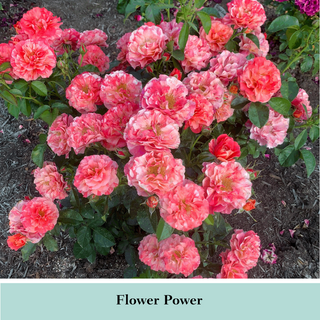 Frida Kahlo® Floribunda Rose