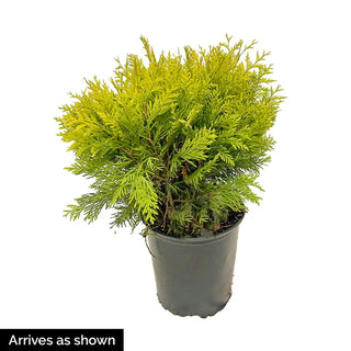 Golden Globe Arborvitae Hedge